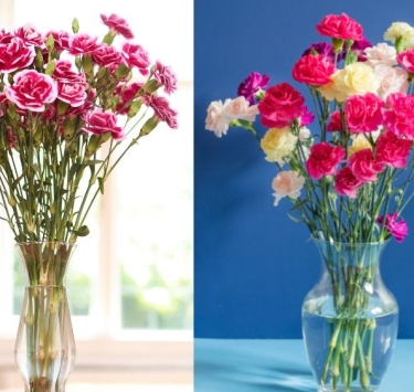 bi-quyet-giu-hoa-tuoi-tai-nha-shop-hoa-bao-lam